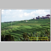 14576 Reisterrassen Bali 1986.jpg
